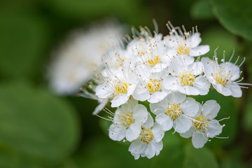 White flowers of the blossoming spirea bush
