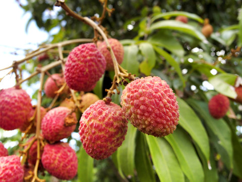 レイシ（ライチ）の実