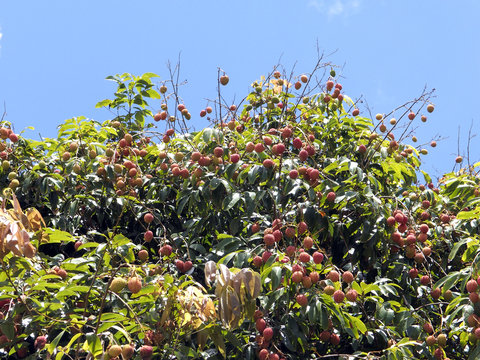 レイシ（ライチ）