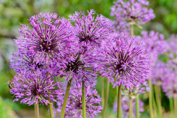 Large spherical umbrellas of wild onion