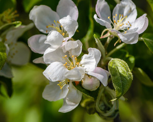 Naklejka na ściany i meble Apple tree bloomed white flowers