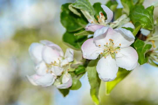 Apple tree bloomed white flowers