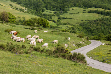 Fototapeta na wymiar A herd of cows on a meadow near a road