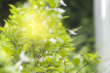 Scientific name is wrightia religiosa Benth.