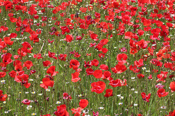 Fototapeta premium Champ de coquelicots vers Salon de Provence