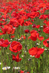 Champ de coquelicots vers Salon de Provence