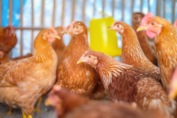A chicken or brown hen in a yard on a local farm in Thailand. First quality organic egg, breeder in farm. Close up and blur.