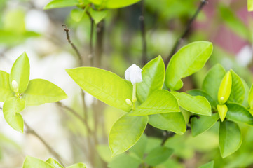 Scientific name is wrightia religiosa Benth.