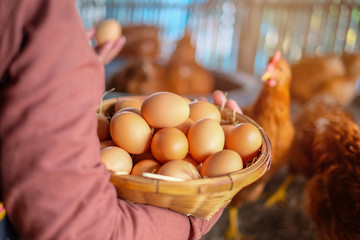 Female hands holding raw eggs in basket with straw in the farm. Fresh, suitable as a food...