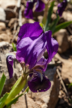 Iris nain de Provence : Iris lutescens