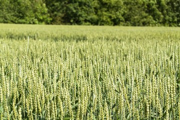 Field of green grain. Summer day at the farm.