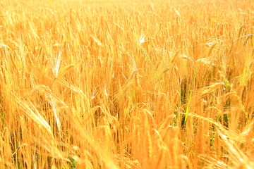 Mature wheat in field