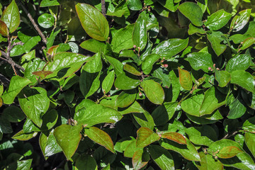 The background of many green leaves. Green leaf background.