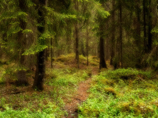 Old forest background