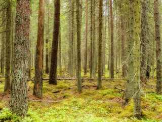 Obraz premium Old forest background