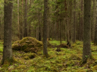 Old forest background