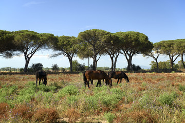 Obraz premium maremma