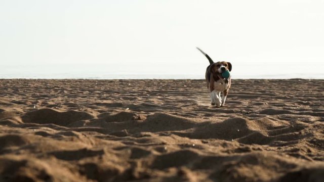 active and energetic pet dog beagle run fast, play lively with ball, while walking along the sand seaside beach during sunset in the summer evening in slow motion