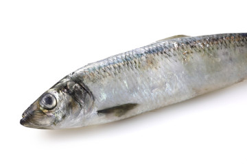 にしん　Herring