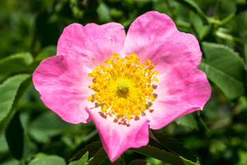 wild rose bush