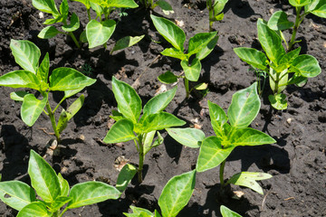Green vegetable seedlings