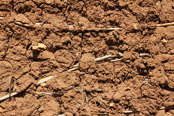 Close-up of Clay Wall / Zanzibar Island, Tanzania, Indian Ocean, East Africa 