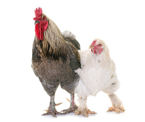 rooster and chicken in studio