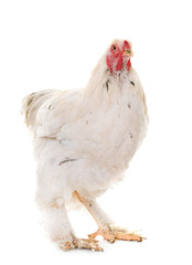 young brahma chicken