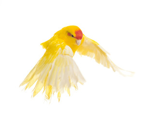 Red-fronted Kakariki parakeet