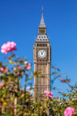 Fototapeta na wymiar Big Ben with pink roses in London, UK