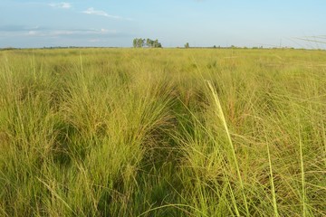 The green vetiver grassland has a blue sky background and a deep tree.