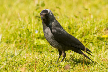 Hooded Crow Corvus corone