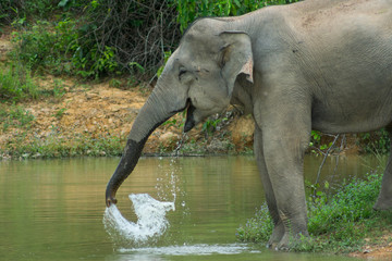 Fototapeta premium Wild elephant playing the water fun.
