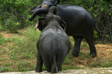 Wild elephant playing the water fun.