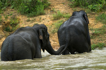 Wild elephant playing the water fun.