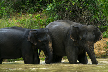 Fototapeta na wymiar Wild elephant playing the water fun.