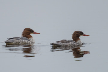 common merganser or goosander on a lake