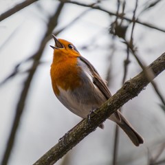 Rotkehlchen singt auf Ast