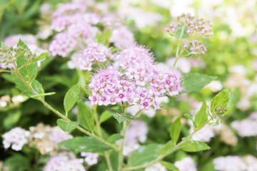 Purple flowers in garden. Beautiful summer nature background.