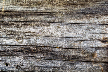 Текстура дерева без коры © pilipenko_pavel