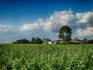 Fototapeta na wymiar Vines Landscape with Chateau and Trees