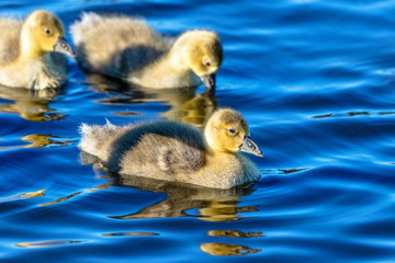 Newborn Greylag geese swimming