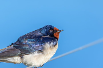Close up of a barn swallow