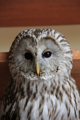 フクロウの顔正面(山形県)