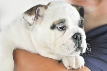 Fototapeta premium man carrying bulldog