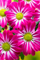 Obraz premium Pink chrysanthemum on yellow backgrounds.