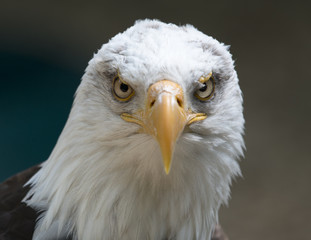 Bald Eagle 001