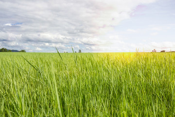 greensward and bright sky