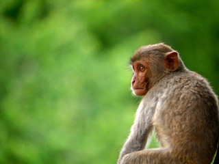 Macaque Rhésus