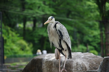 じっと様子を伺うサギ